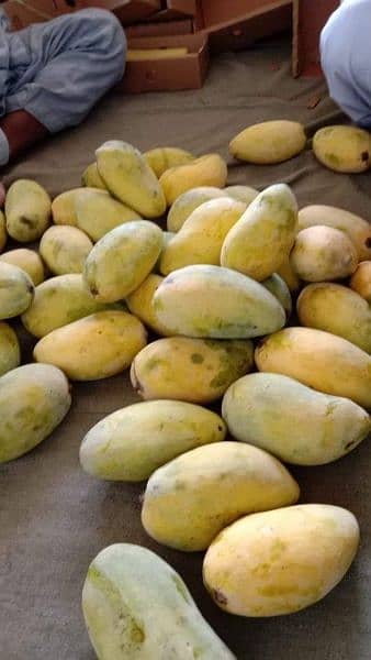 sindhri mangoes available in Karachi 1