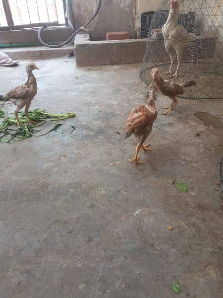 Mianwali&Thai Aseel Chicks 1