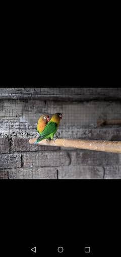 lovebirds pair- Breeders