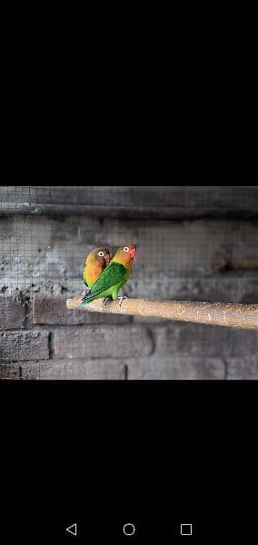 lovebirds pair- Breeders 1