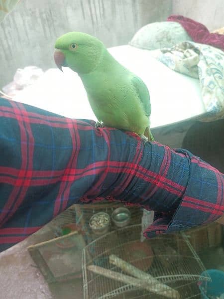 Green ringneck parrot wild 0