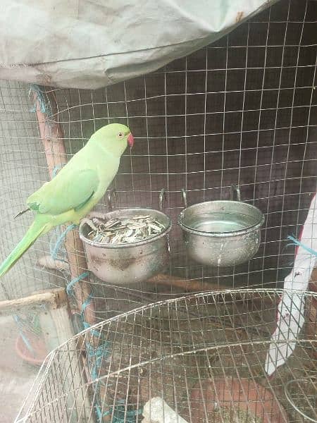 Green ringneck parrot wild 1