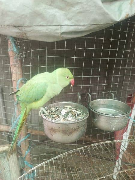 Green ringneck parrot wild 2