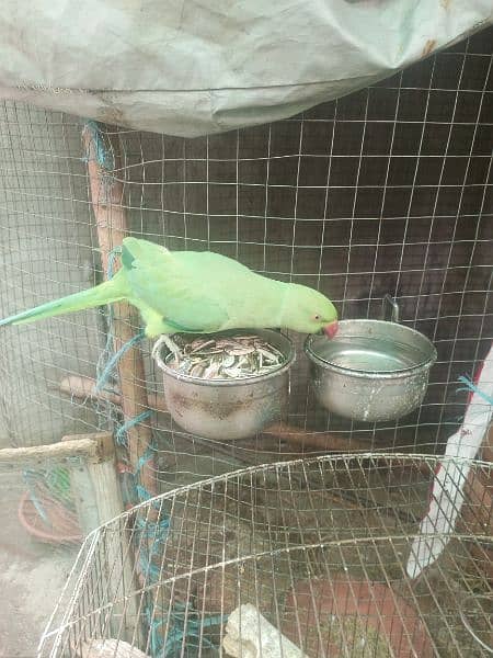 Green ringneck parrot wild 3