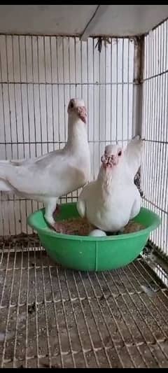 English carrier Fancy Pigeon