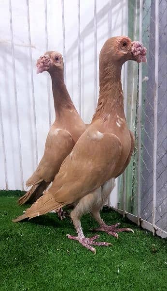 English carrier Fancy Pigeon 1