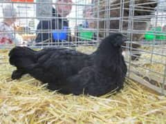 Ayam Cemani grey tongue for sale in Pakistan 0