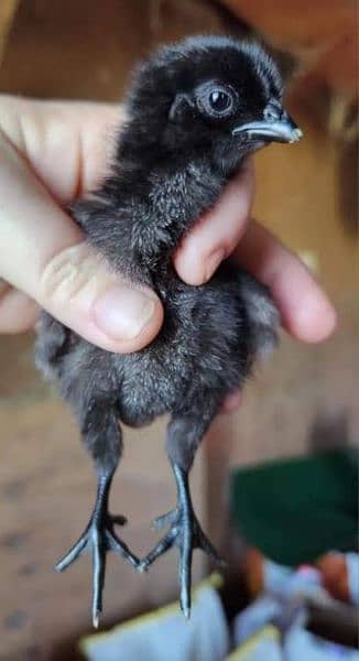 Ayam Cemani grey tongue for sale in Pakistan 1