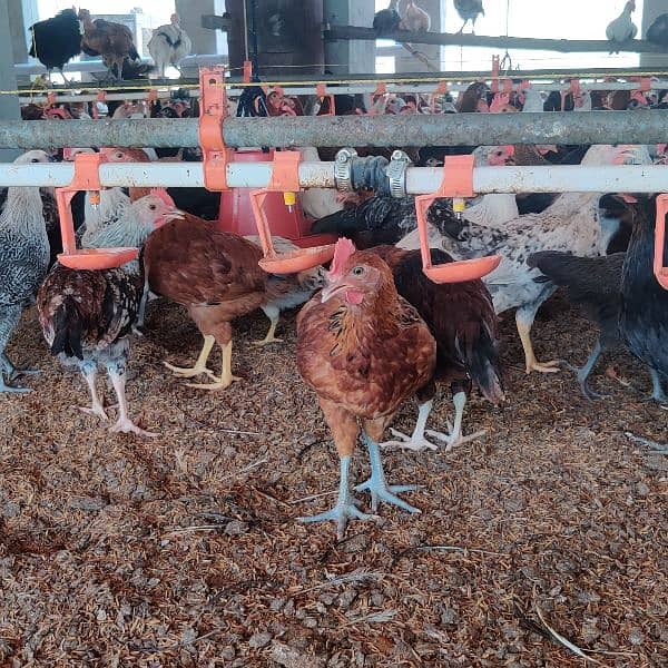 Hygienic Hens fully vaccinated 1