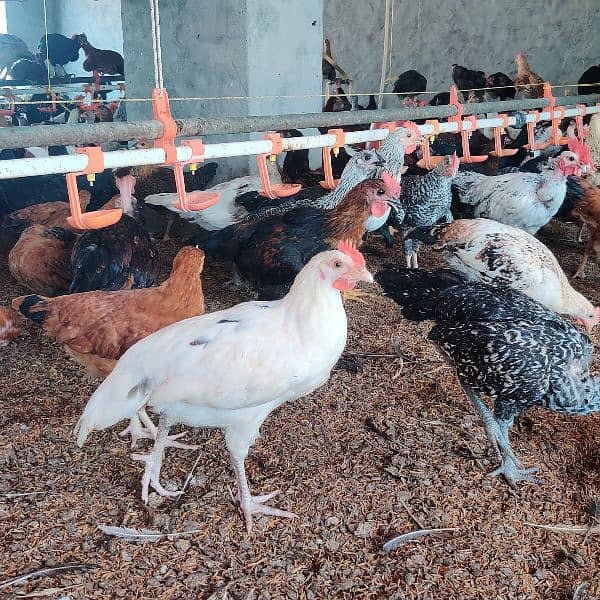 Hygienic Hens fully vaccinated 5