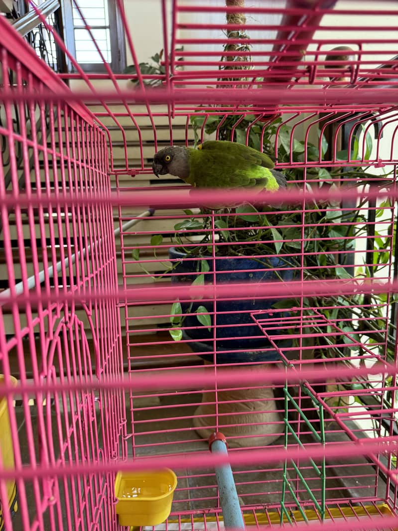 Senegal Parrot with Cage 0