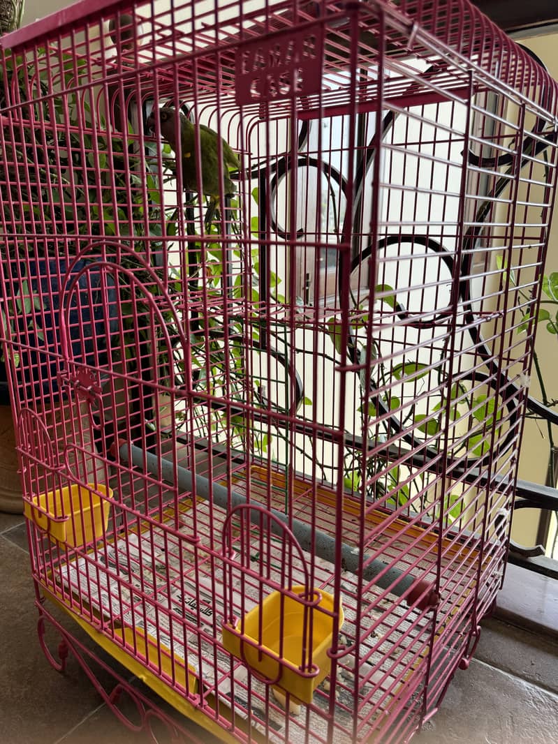 Senegal Parrot with Cage 2