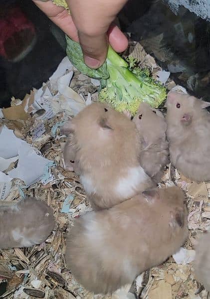 2 month old hamsters for sale 0