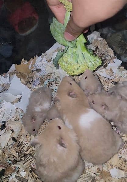 2 month old hamsters for sale 1