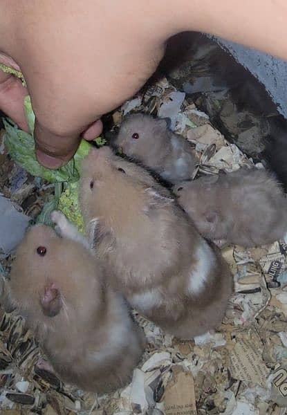 2 month old hamsters for sale 2
