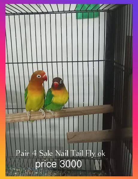 Love Birds for Sale 03004630669 1