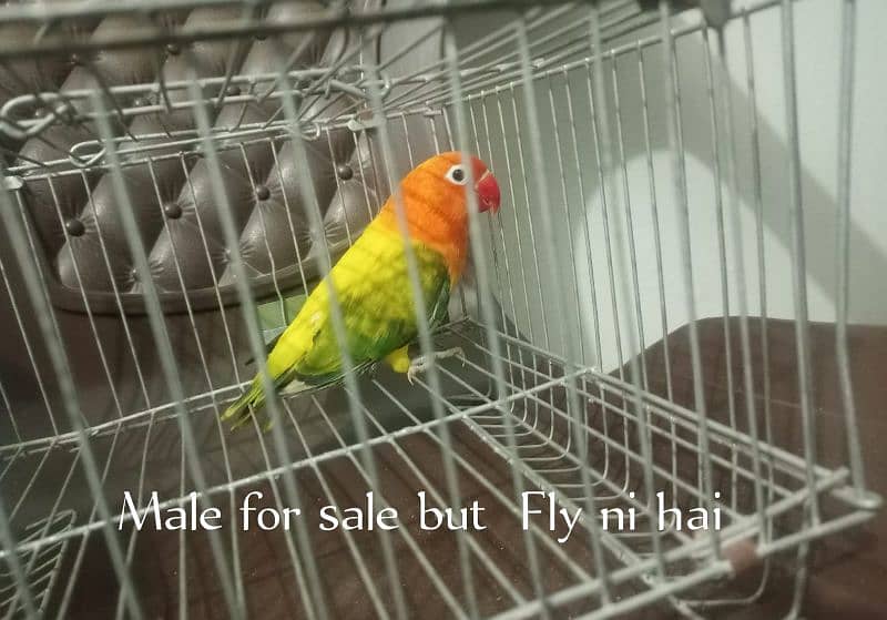 Love Birds for Sale 03004630669 4