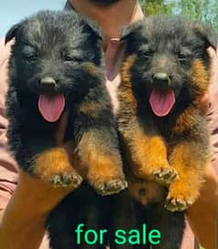German Shepherd double coat male female pair 2 month for sale