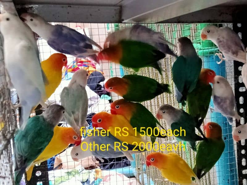 all setup of love birds for sale 0
