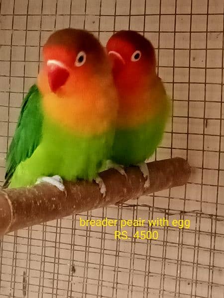all setup of love birds for sale 2