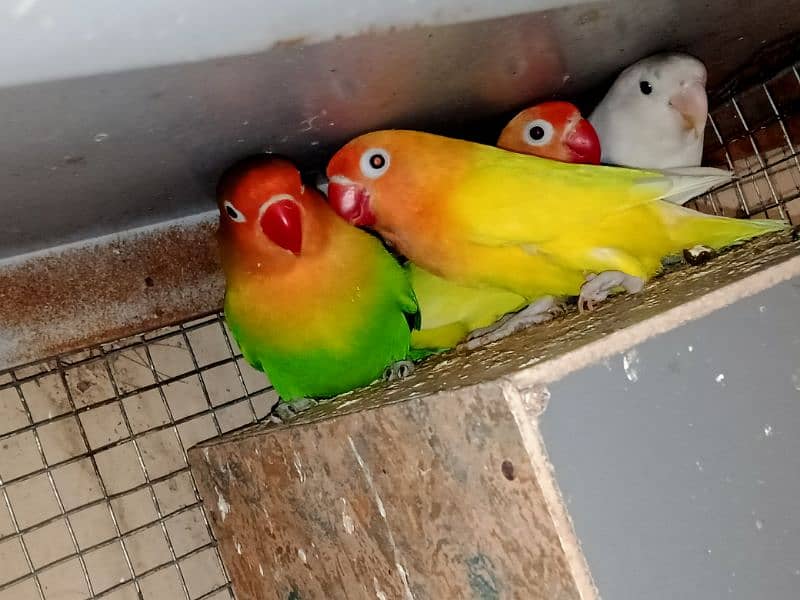 all setup of love birds for sale 4