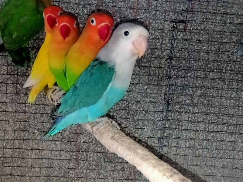 all setup of love birds for sale 5