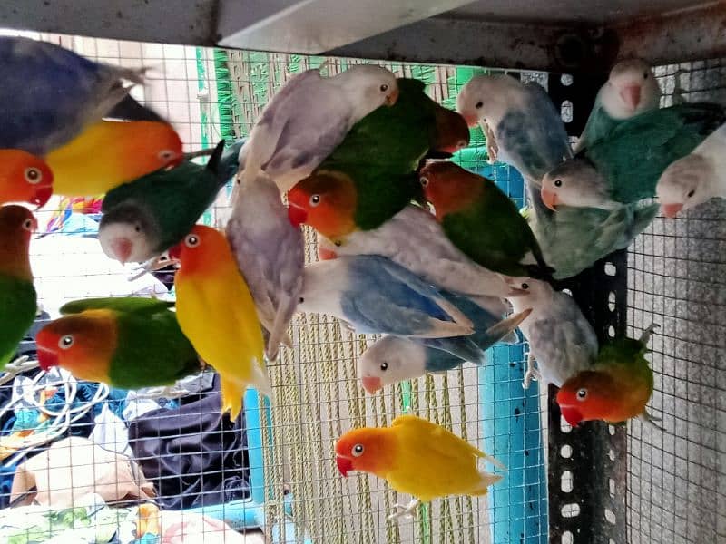 all setup of love birds for sale 6