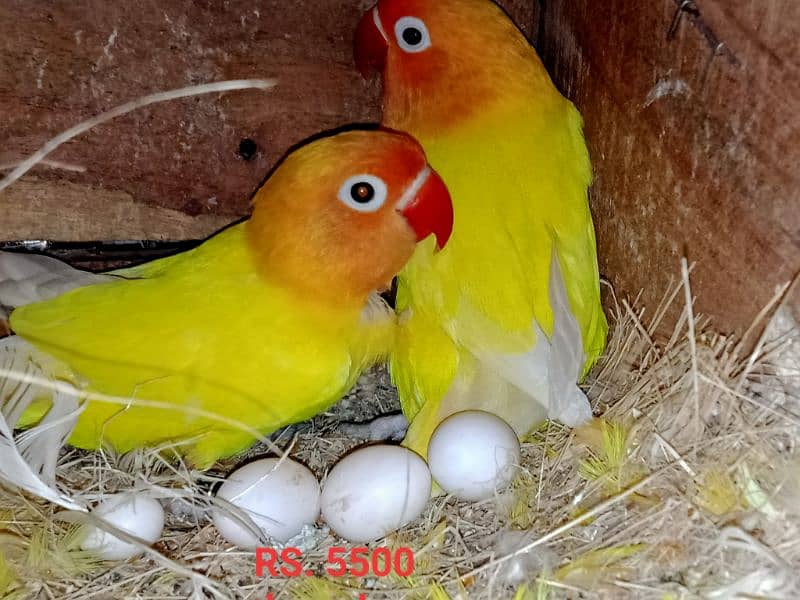 all setup of love birds for sale 7