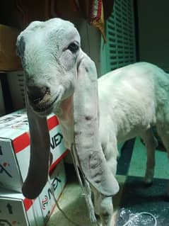 Punjabi goat for sell