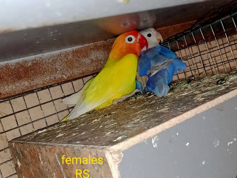 all setup of love birds for sale 11