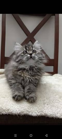 persian triple coat (punch face) kitten available for sale