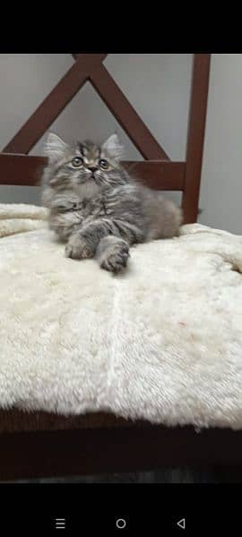 persian triple coat (punch face) kitten available for sale 17