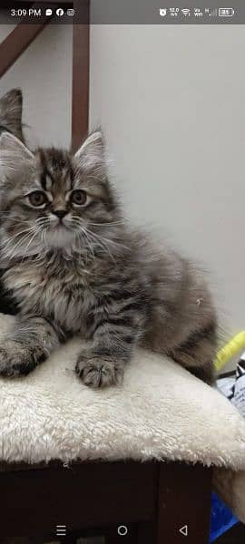 persian triple coat (punch face) kitten available for sale 19