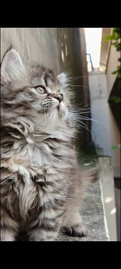 persian triple coat punch  female kittens available for sale