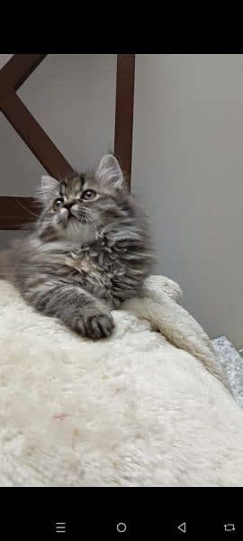 persian triple coat punch  female kittens available for sale 2