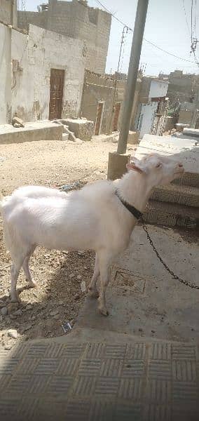 breeder bakra teddy goat 19