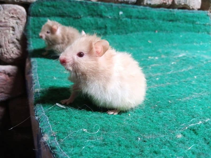 Hamsters available on dealer rate 0