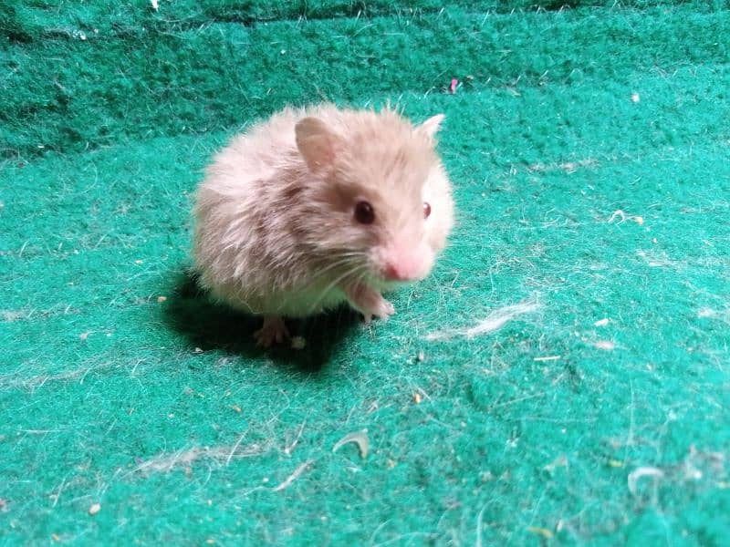 Hamsters available on dealer rate 2