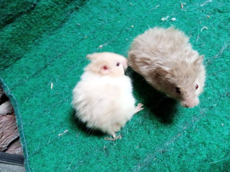 Hamsters available on dealer rate 3