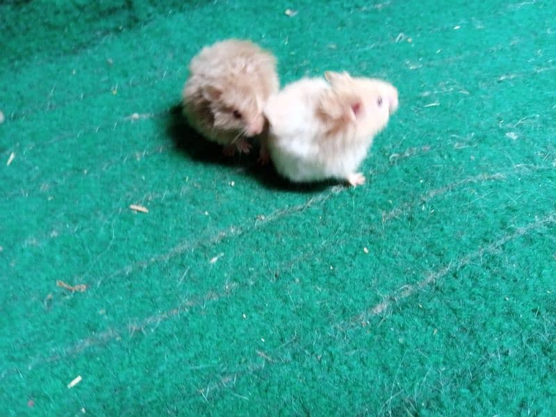 Hamsters available on dealer rate 6