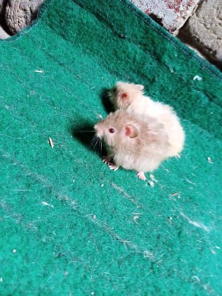 Hamsters available on dealer rate 7