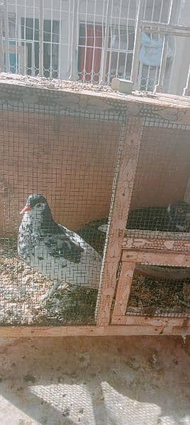 beautiful pigeon 0