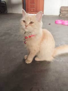 Female Persian Cat Skin Color Age 2 Months