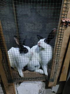 Rabbits bunnies  and cages