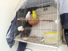 Australian Budgies Parrot Pairs Available