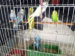 Australian Budgies Parrots Available