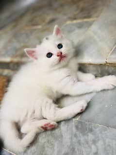White Persian Kitten. Must read description carefully.