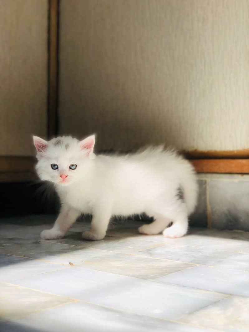 White Persian Kitten. Must read description carefully. 1
