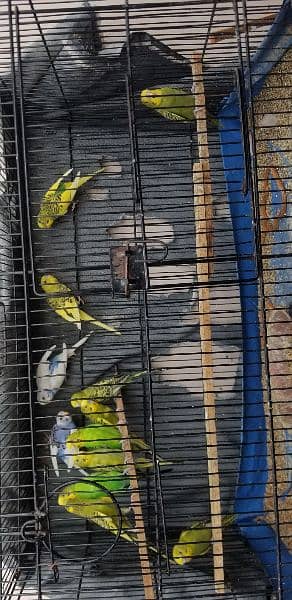 Australian Parrots for Sale | Rs:550 each pair 1