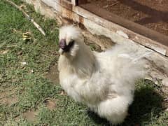 Silkie Male imported blood line